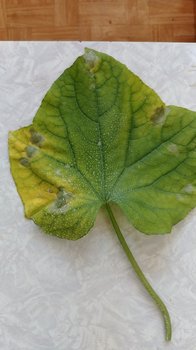 20180407_125650.jpg
