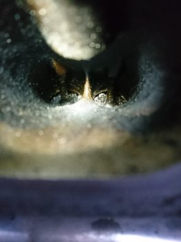 DSC_1539.JPG