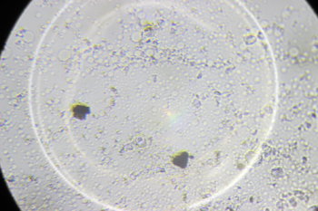 IMG_4197.thumb.JPG.2de434cfd65276adbdd462dced4ed5cf.JPG