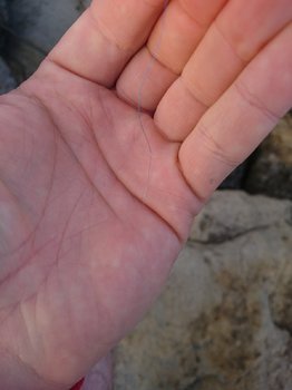 DSC_1358.JPG
