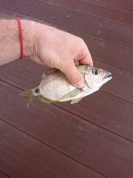 DSC_1364.JPG