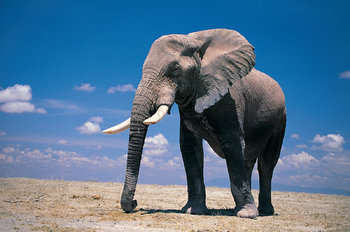 61_elephant.jpg