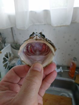 DSC_1452.JPG