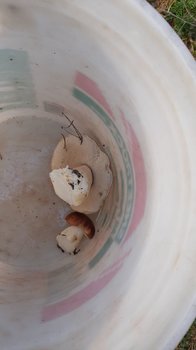IMG-20190929-WA0003.jpeg