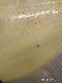 IMG_20200626_190431.thumb.jpg.98d8d432b9810b57c64fb81de05b19bd.jpg