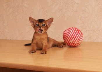IMG-ea0083d8de853bd4108c6ecafd3d2e0f-V.jpg