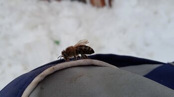 IMG_20210407_131258.thumb.jpg.346ac4baa87c156110e8eda5f561ebcb.jpg