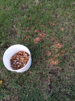 IMG_20211015_132216.thumb.jpg.af7dc8dbb47126fdb9e78c1f2b0e6a7d.jpg