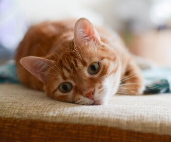 IMG-ff8a745ab8e81cf8bffba764ad50acce-V.jpg