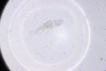 IMG_9672.thumb.JPG.1596becec45d7d8421ab055688b1c6e1.JPG