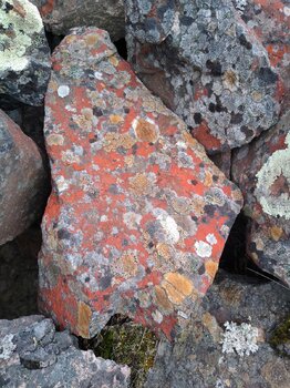 IMG_20220719_151116490[1].jpg