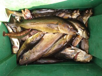IMG_20220721_174340904[1].jpg