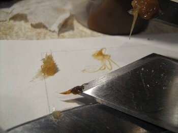 IMG_2129.JPG