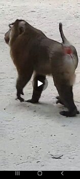 Screenshot_20230204-132906_Telegram.thumb.jpg.49f118a9da61d659f8d8b94dd341b858.jpg