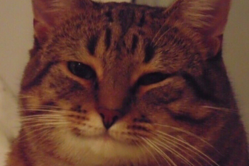 pic_35b06e2bd3403fb2d4748e36b1e25189.png