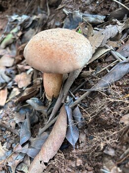 IMG_1529.jpeg