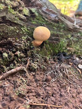 IMG_1540.jpeg
