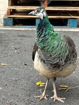 IMG_3577.jpeg