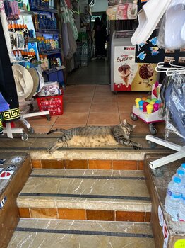 IMG_1341.jpeg